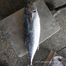 Thunfisch gefroren gestreiften Bonito großen Preis